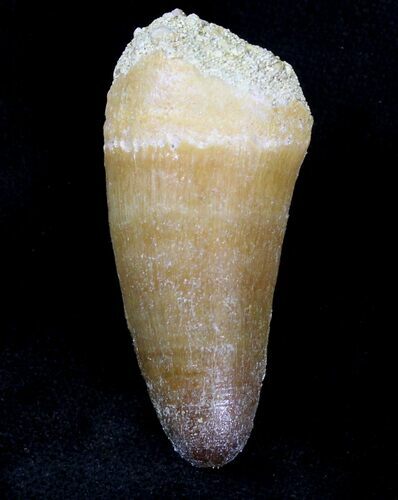 Well Preserved Dyrosaurus Tooth - Morocco #20742